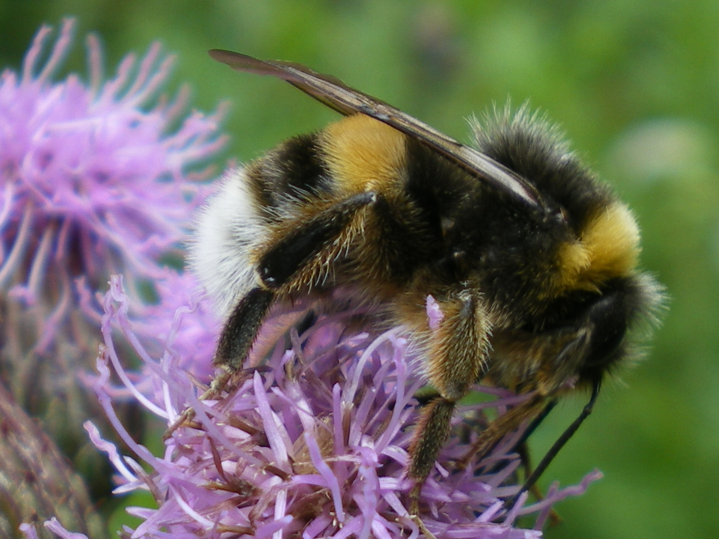 Hummel als Energieträger