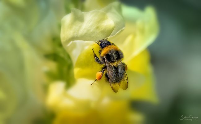 Hummel als Löwenbändigerin ;-)