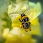 Hummel als Löwenbändigerin ;-)