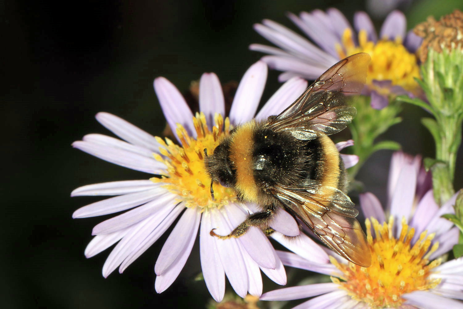 Hummel am 03. Oktober 2019