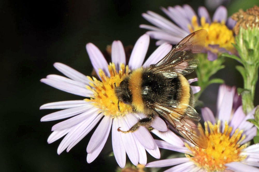 Hummel am 03. Oktober 2019 Foto & Bild  fotos, natur, herbst Bilder auf fotocommunity
