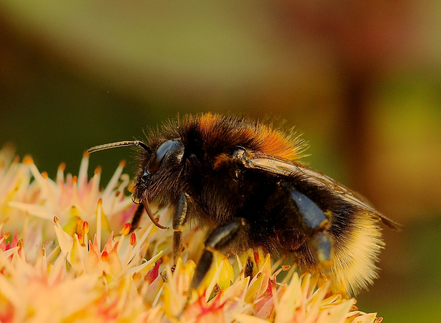 Hummel am Abend