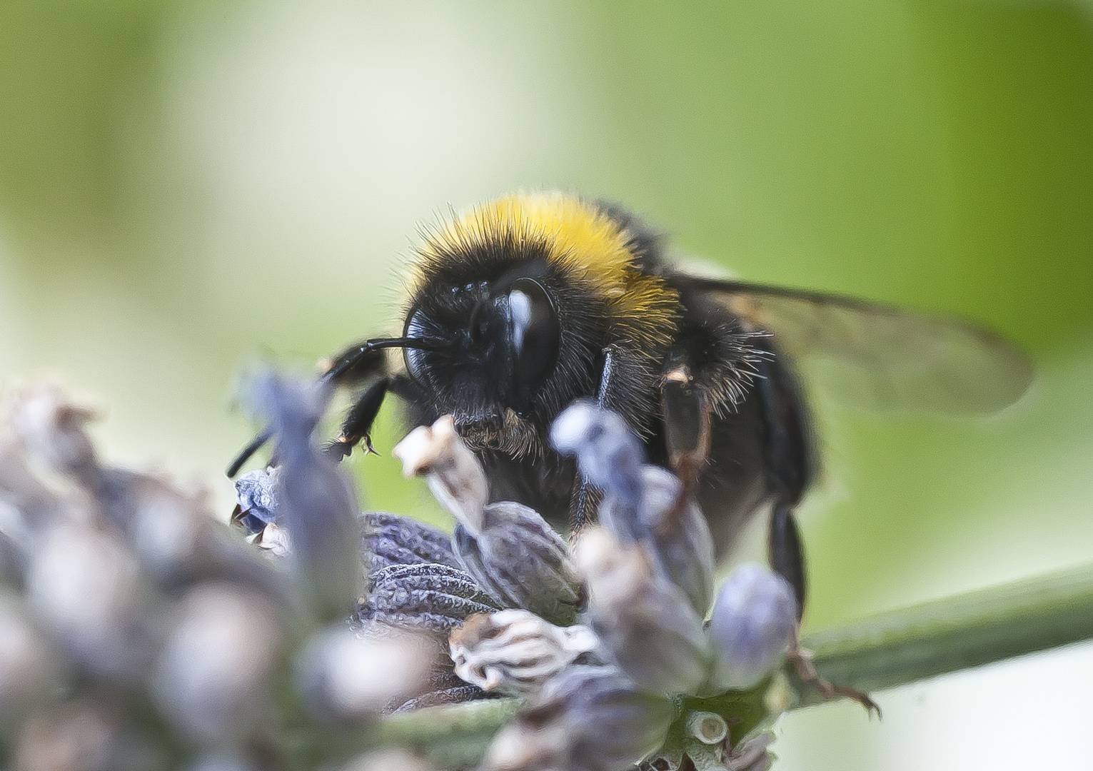 Hummel am Abend