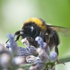 Hummel am Abend