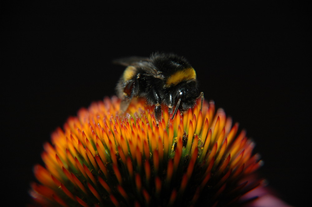 Hummel am Abend...