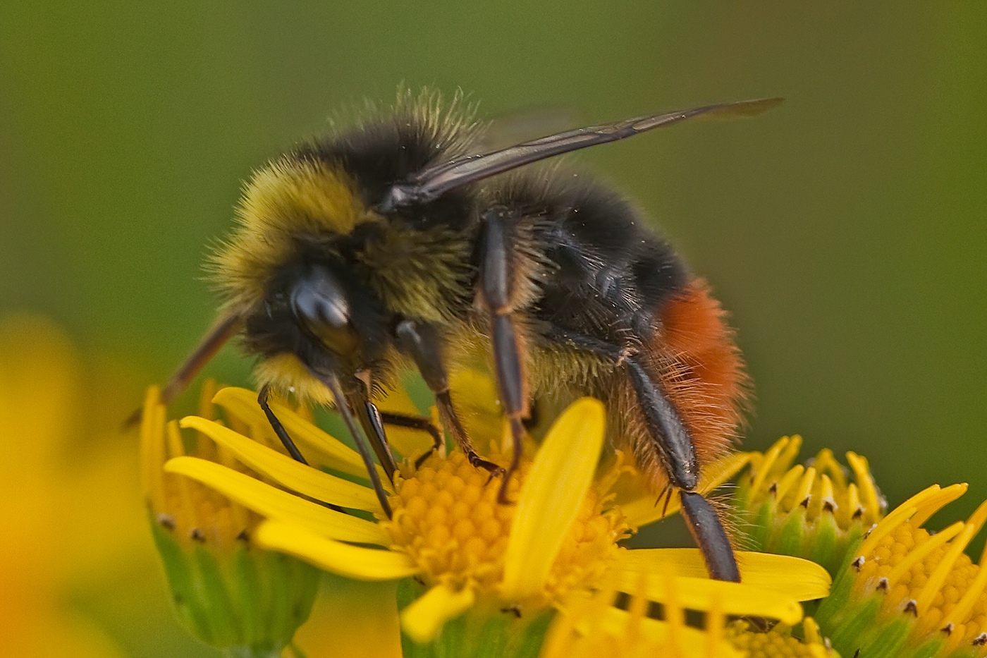 Hummel am Abend