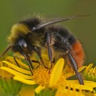 Hummel am Abend