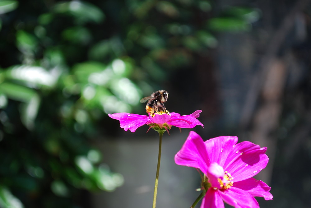 HUMMEL AM ARBEITEN