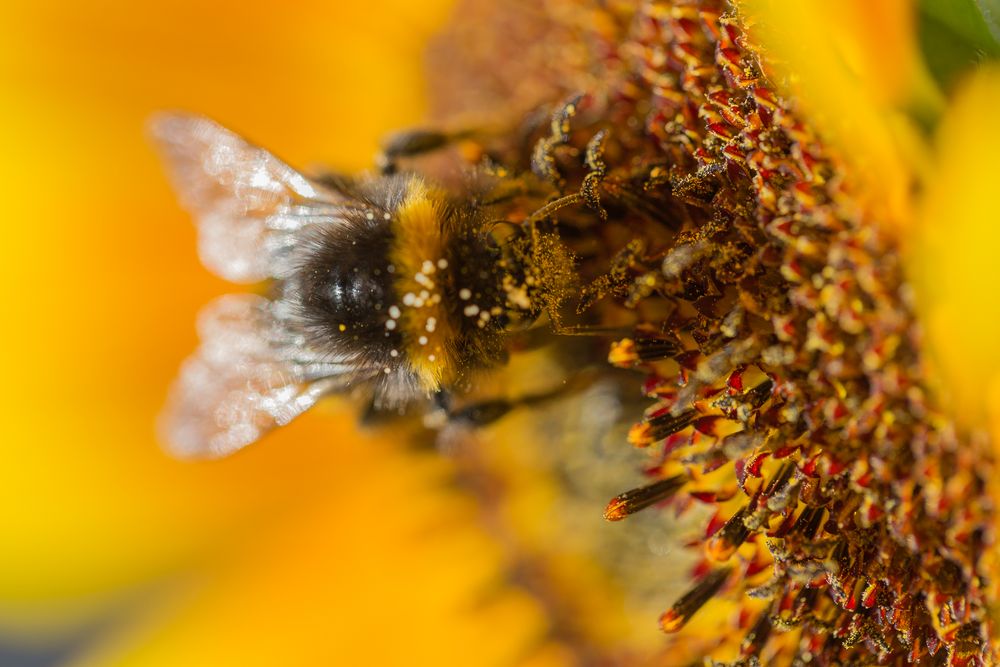 Hummel am Arbeitsplatz