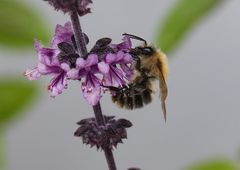 Hummel am Basilikum