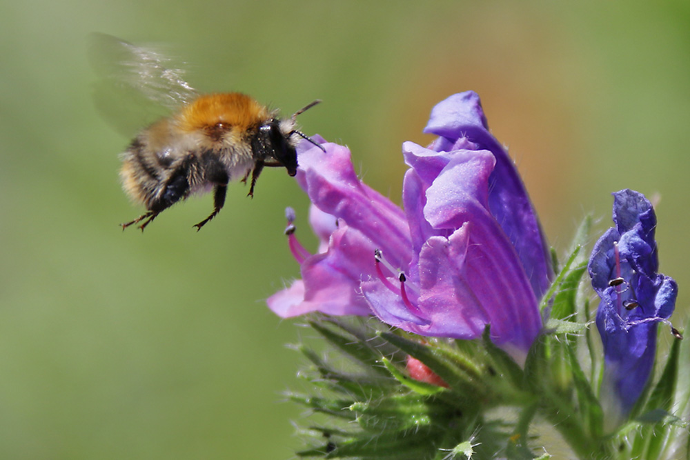 Hummel am blauen Natternkopf