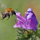 Hummel am blauen Natternkopf