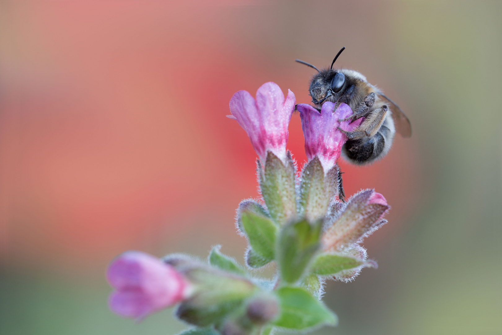 Hummel am dreifarbigen Lungenkraut