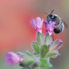 Hummel am dreifarbigen Lungenkraut