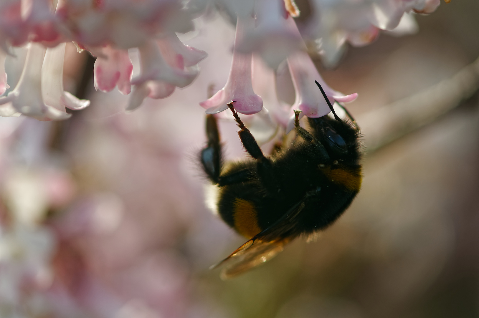 Hummel am duftenden Schneeball