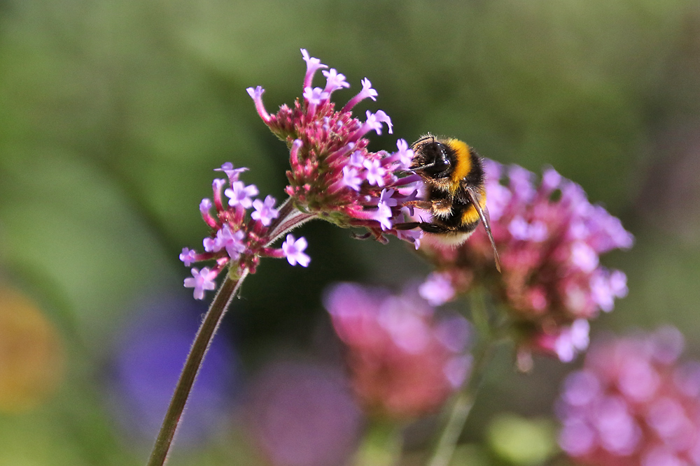 Hummel am Eisenkraut