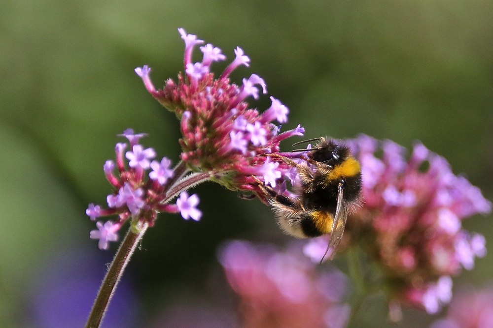 Hummel am Eisenkraut