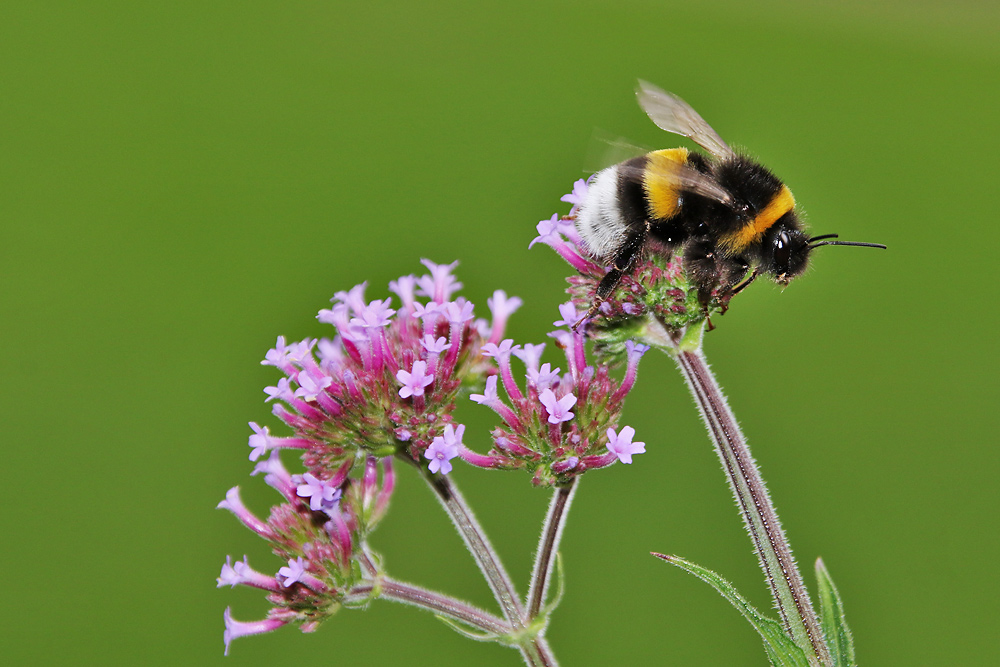 Hummel am Eisenkraut