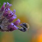 Hummel am Eisenkraut