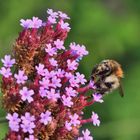 Hummel am Eisenkraut....