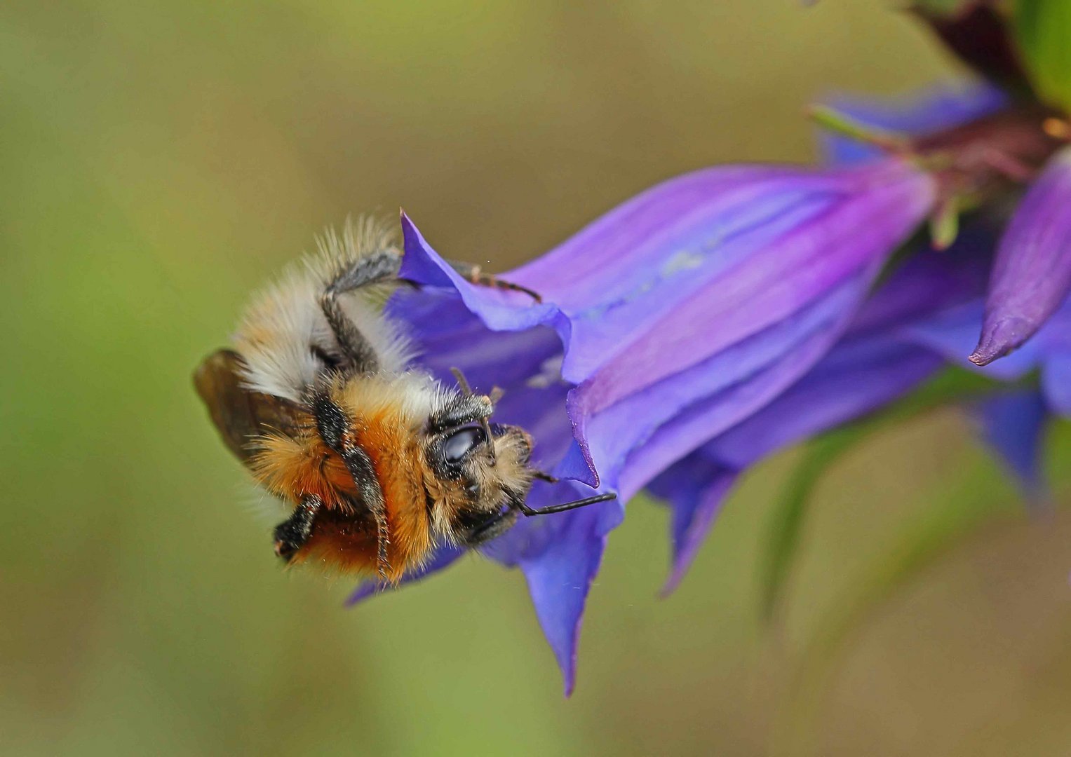 Hummel am Enzian