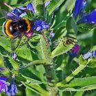 Hummel am Gewöhnlichen Natternkopf im knapp 400m hoch gelegenen...