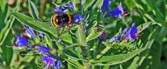 Hummel am Gewöhnlichen Natternkopf im knapp 400m hoch gelegenen...