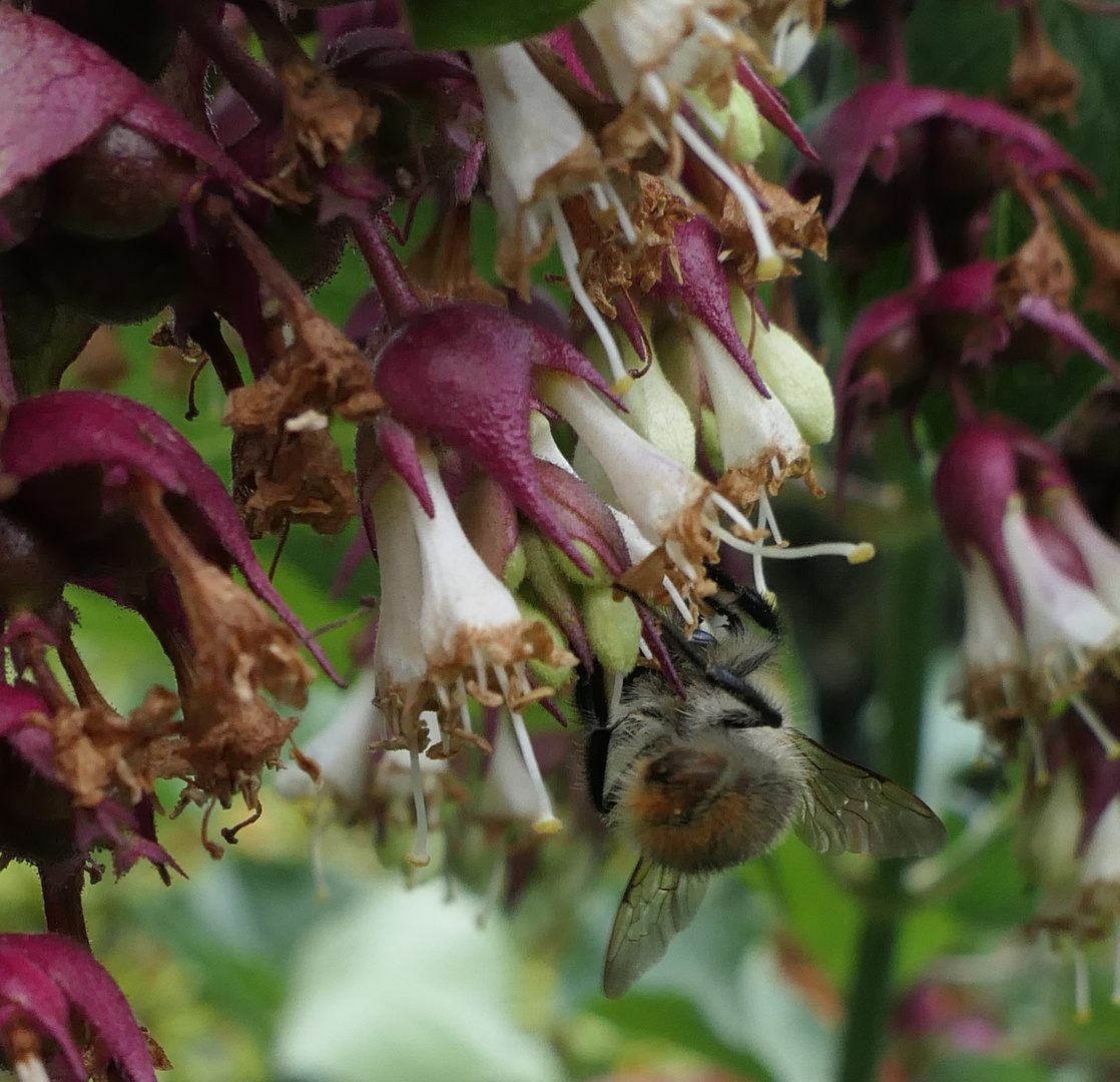 Hummel am Karamelstrauch