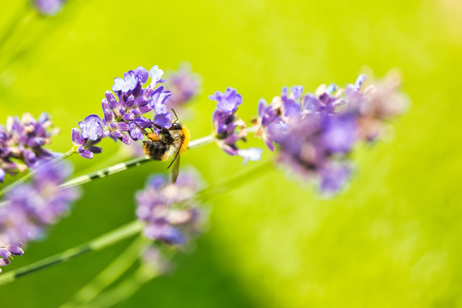 Hummel am Lavendel