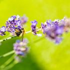 Hummel am Lavendel