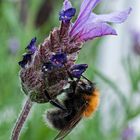 Hummel am Lavendel