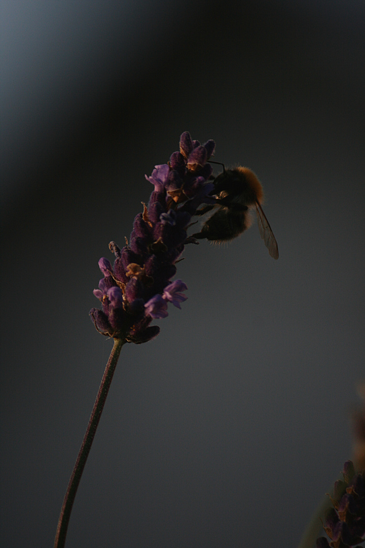 Hummel am Lavendel