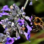 Hummel am Lavendel