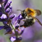 Hummel am Lavendel