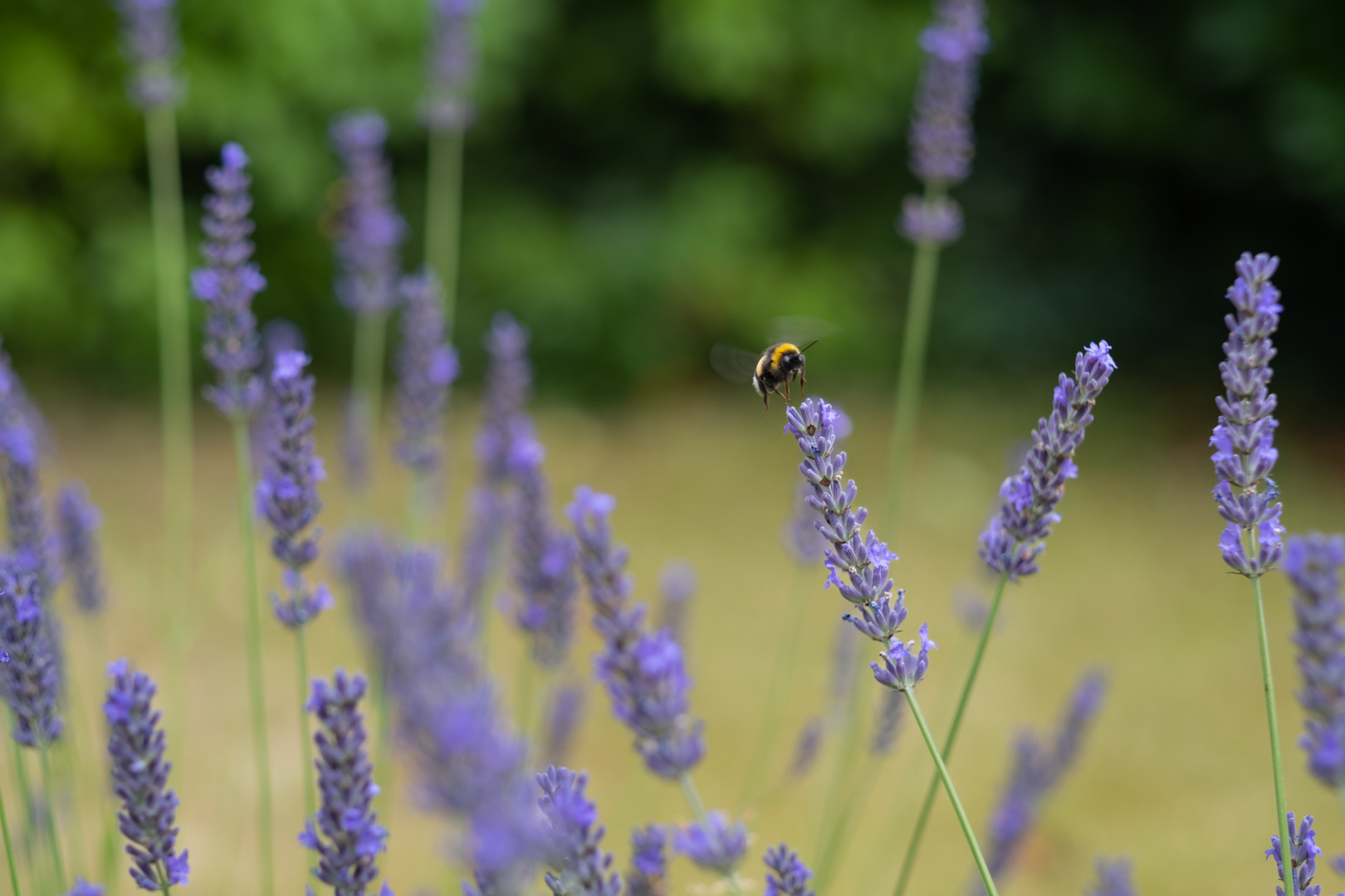 Hummel am Lavendel