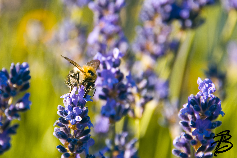 Hummel am Lavendel