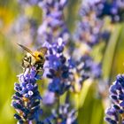 Hummel am Lavendel