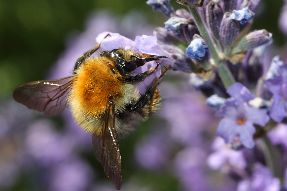 Hummel am Lavendel