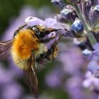 Hummel am Lavendel