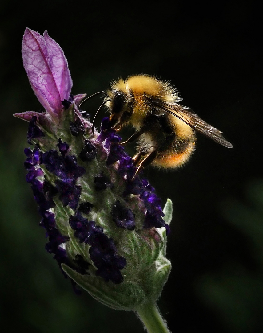 Hummel am Lavendel..