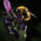 Hummel am Lavendel..