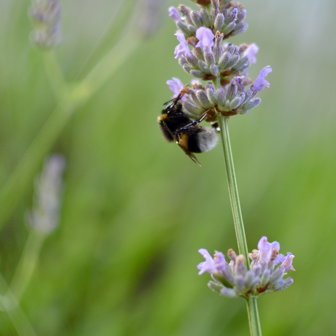 Hummel am Lavendel