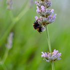 Hummel am Lavendel