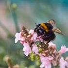 Hummel am Leinkraut