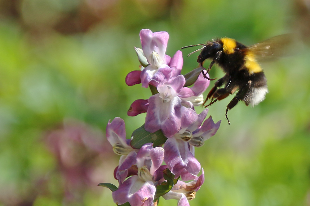 Hummel am Lerchensporn