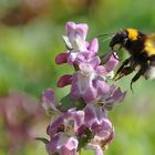 Hummel am Lerchensporn