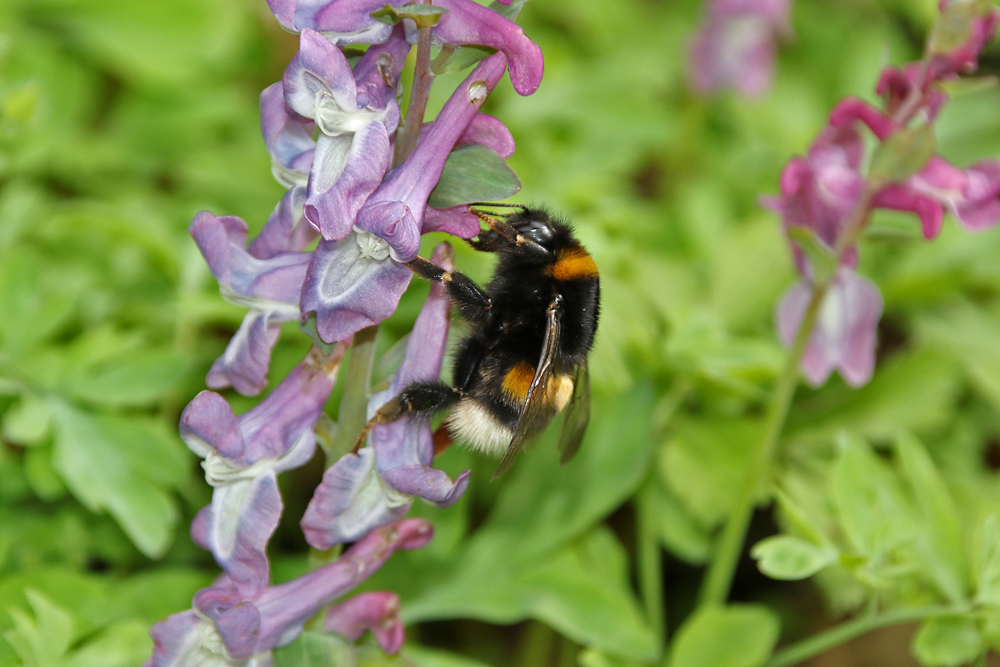 Hummel am Lerchensporn