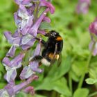 Hummel am Lerchensporn