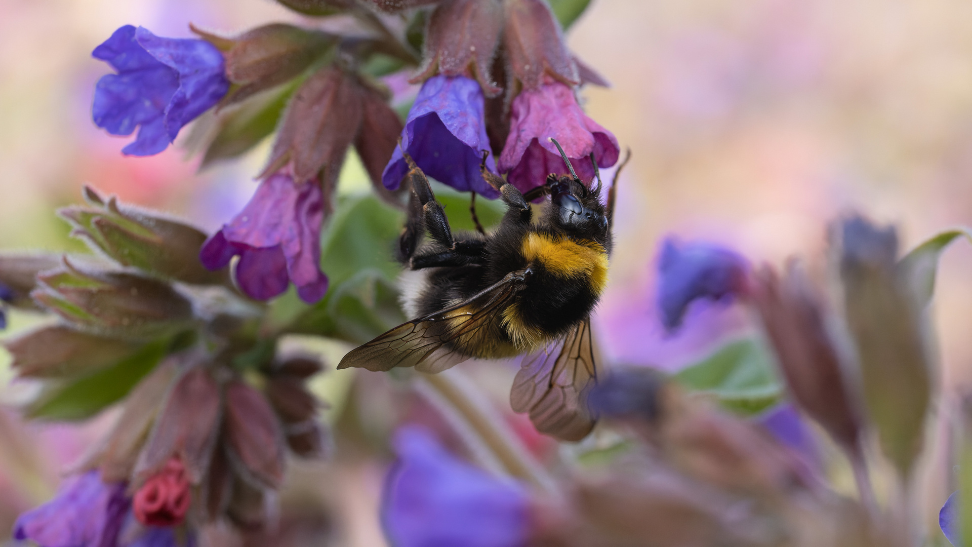 Hummel am Lungenkraut