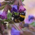 Hummel am Lungenkraut